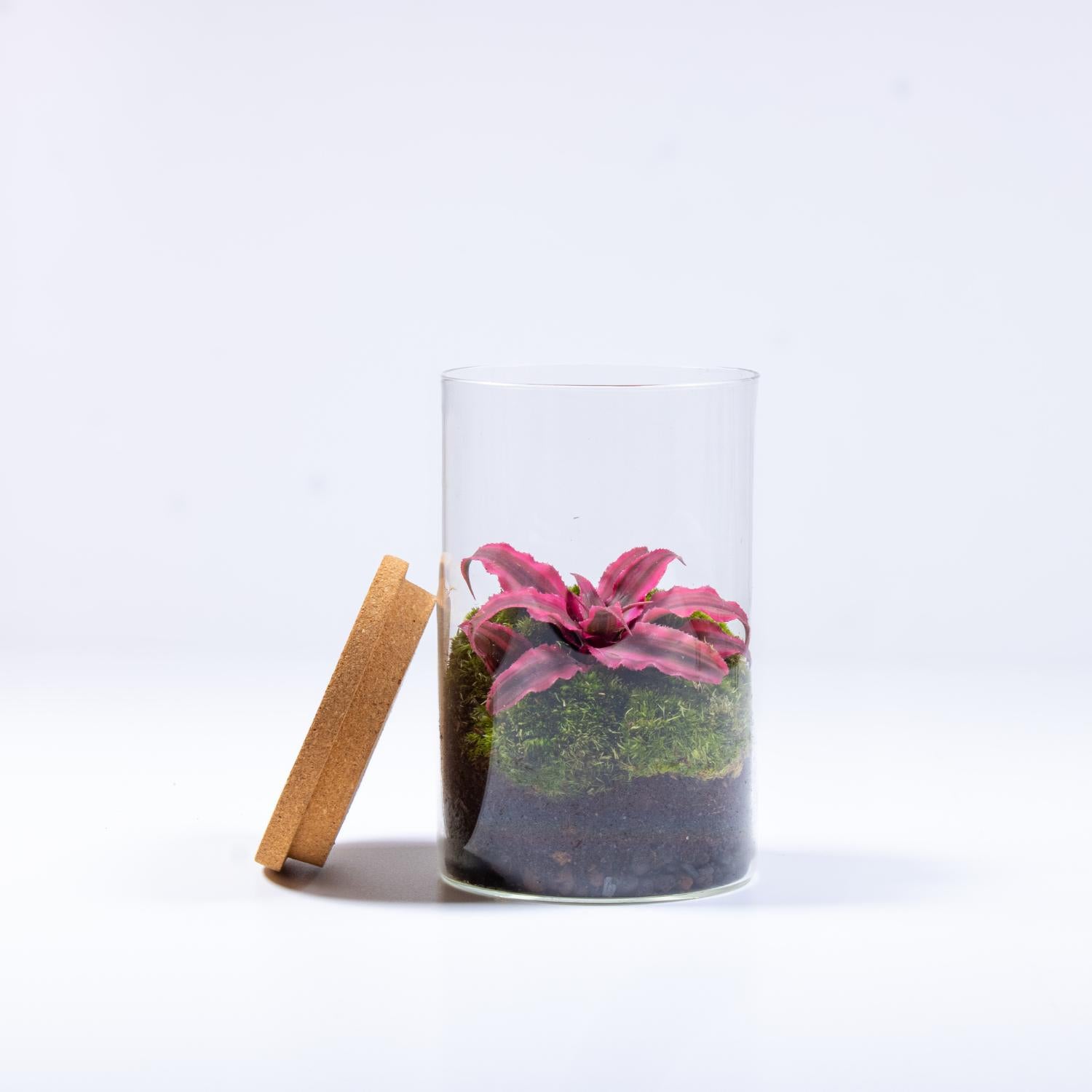 Cryptanthus 2株セット Cryptanthus Terrarium | For Sale | ome