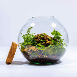 Gift-ready terrarium kit: Includes live moss and sleek glass container, with tropical plants.