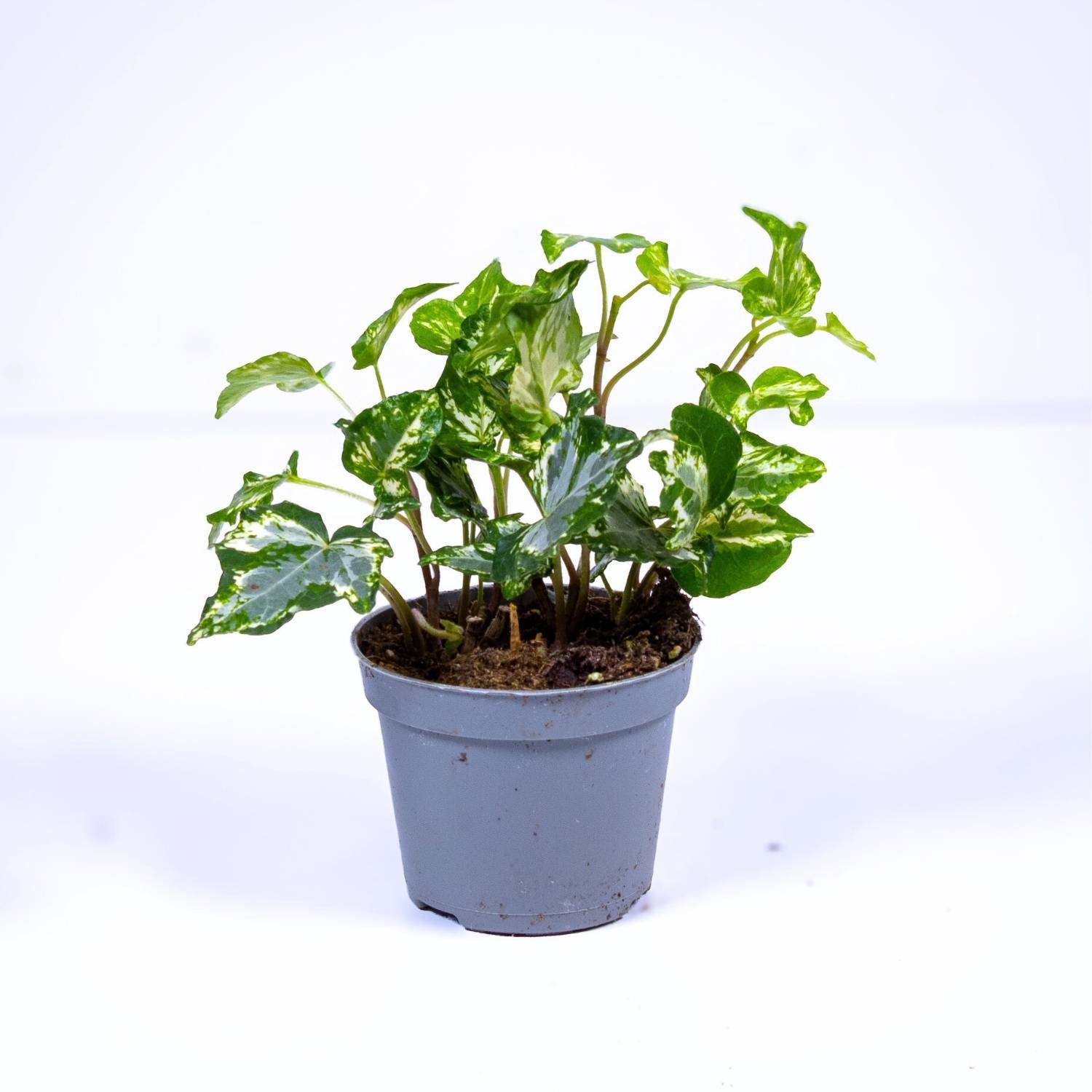 Hedera helix variegated (common ivy) | For Sale