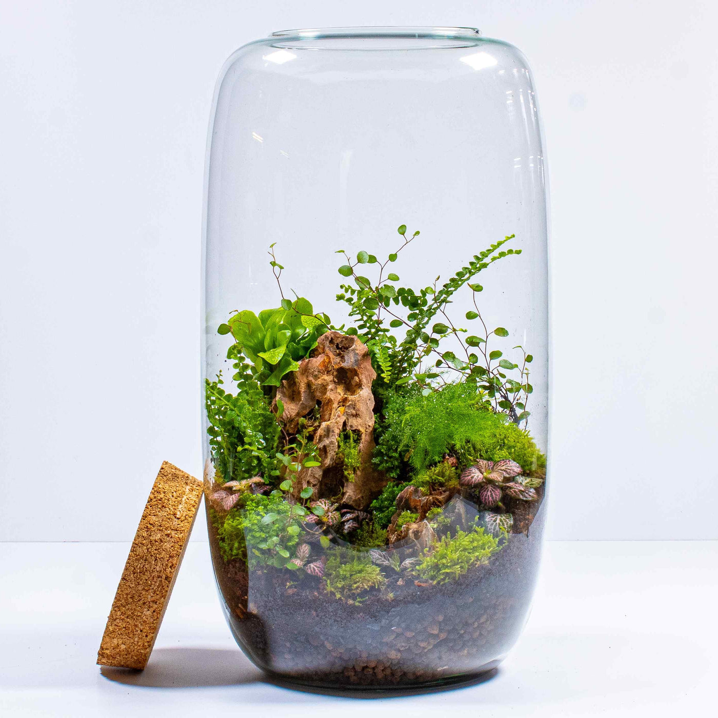 Complete DIY set for crafting a vibrant ecosystem: Tall Terrarium Kit.