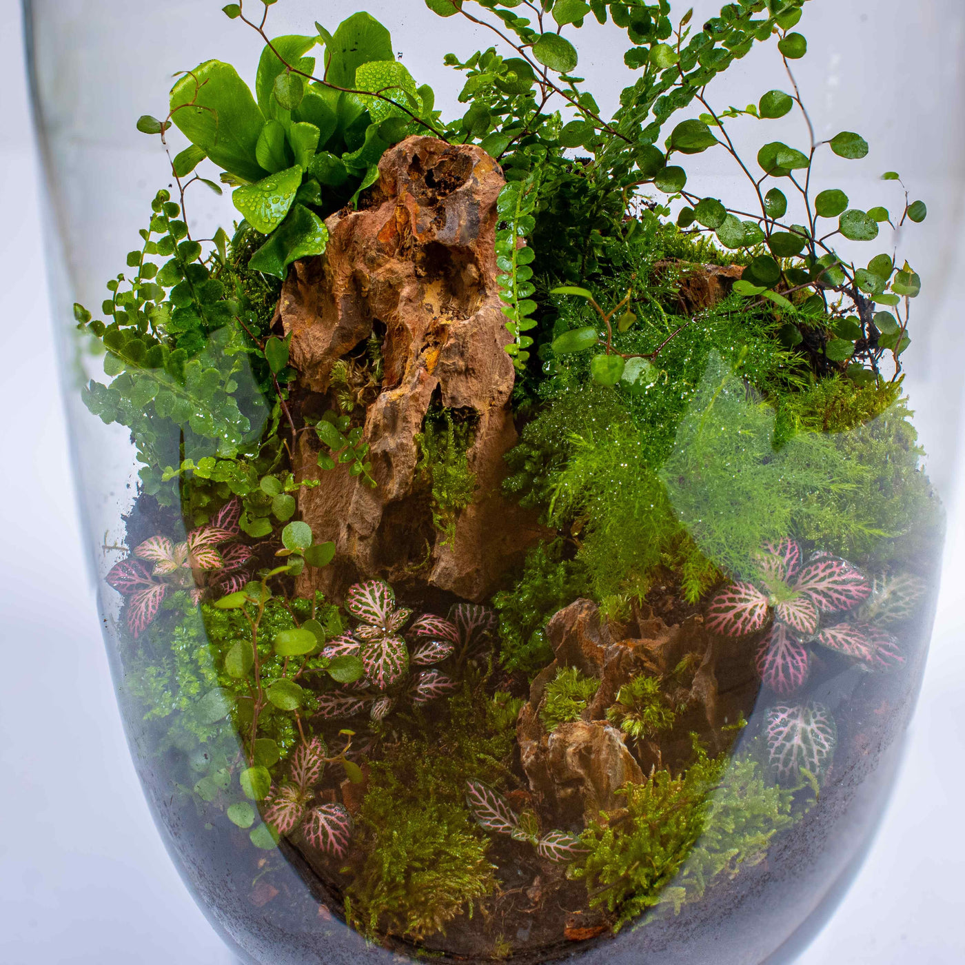 Create your miniature world with our Tall Terrarium Kit.