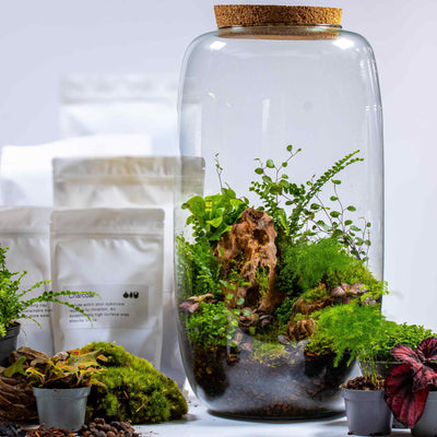Tall Terrarium Kit: Craft your vibrant tropical oasis with this DIY set.
