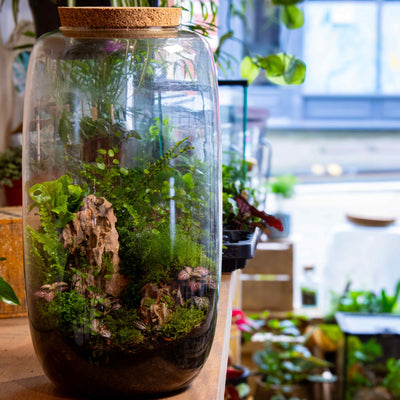 Tall Terrarium Kit: Complete with essentials for crafting a vibrant ecosystem.