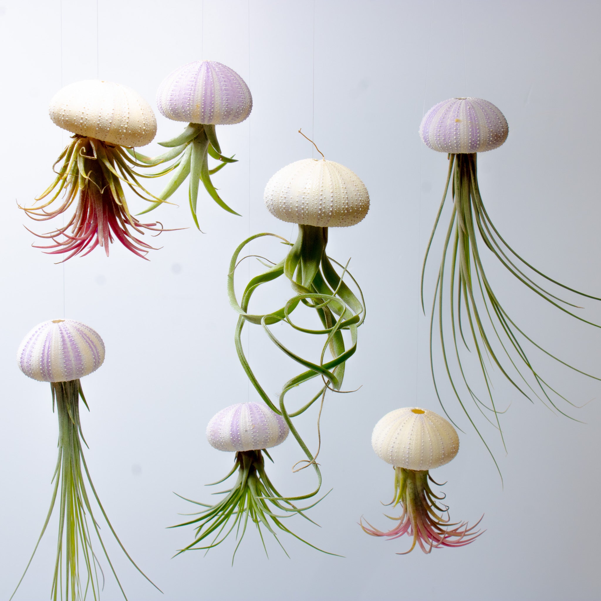 hanging jellyfish air plant 3 x Floating Jellyfish Hangers | For Sale