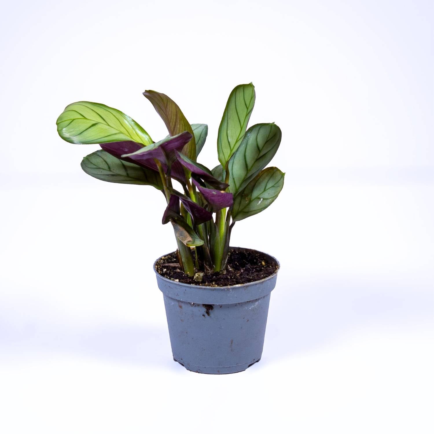 Prayer Plant (Maranta leuconeura amabilis) | For Sale
