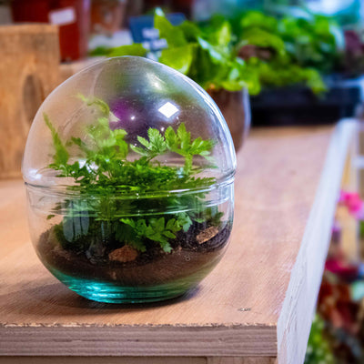 How to make a self-sustaining terrarium - get a ready made DIY kit! 