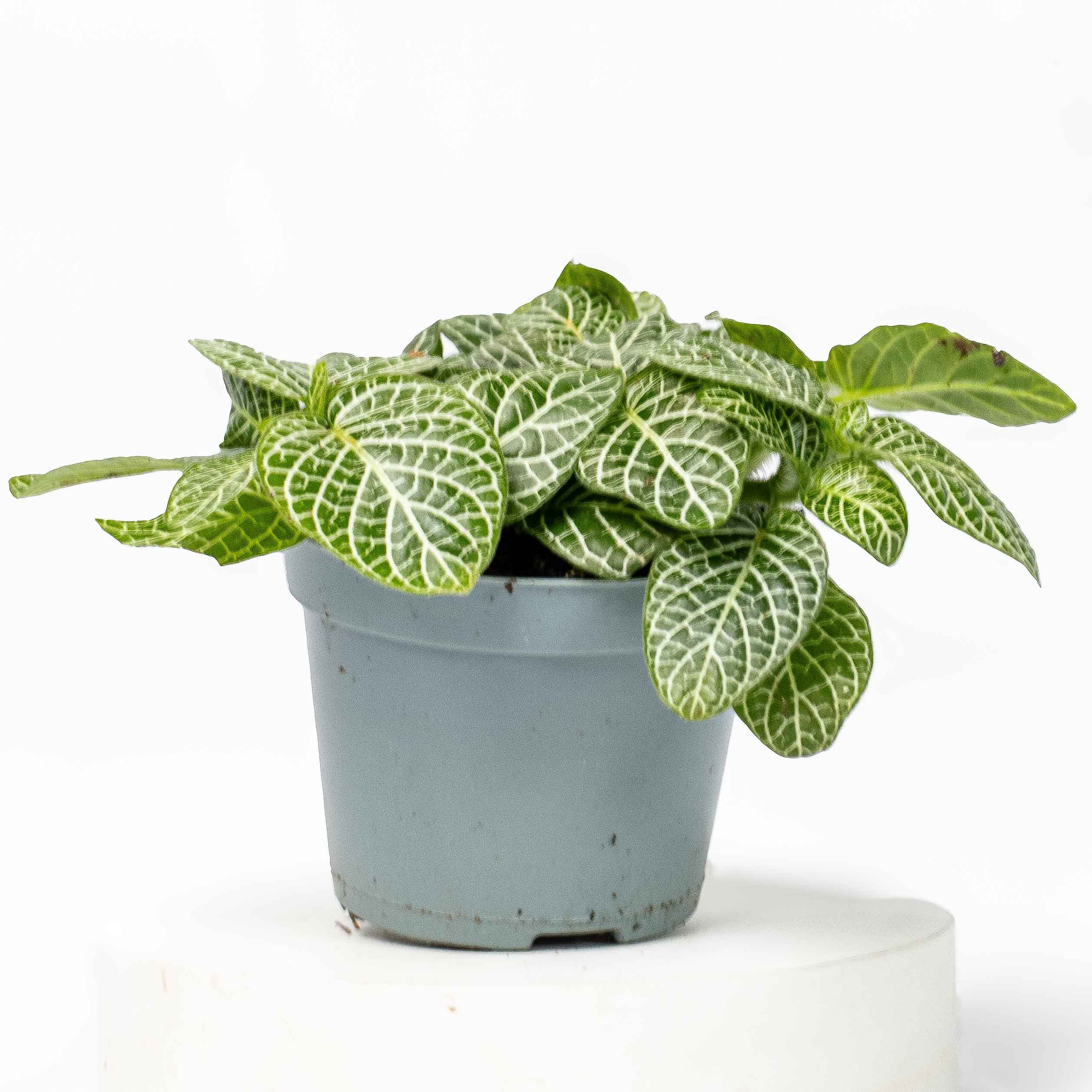 fittonia plant indoor or outdoor Fittonia albivenis (Green) 6cm | For Sale
