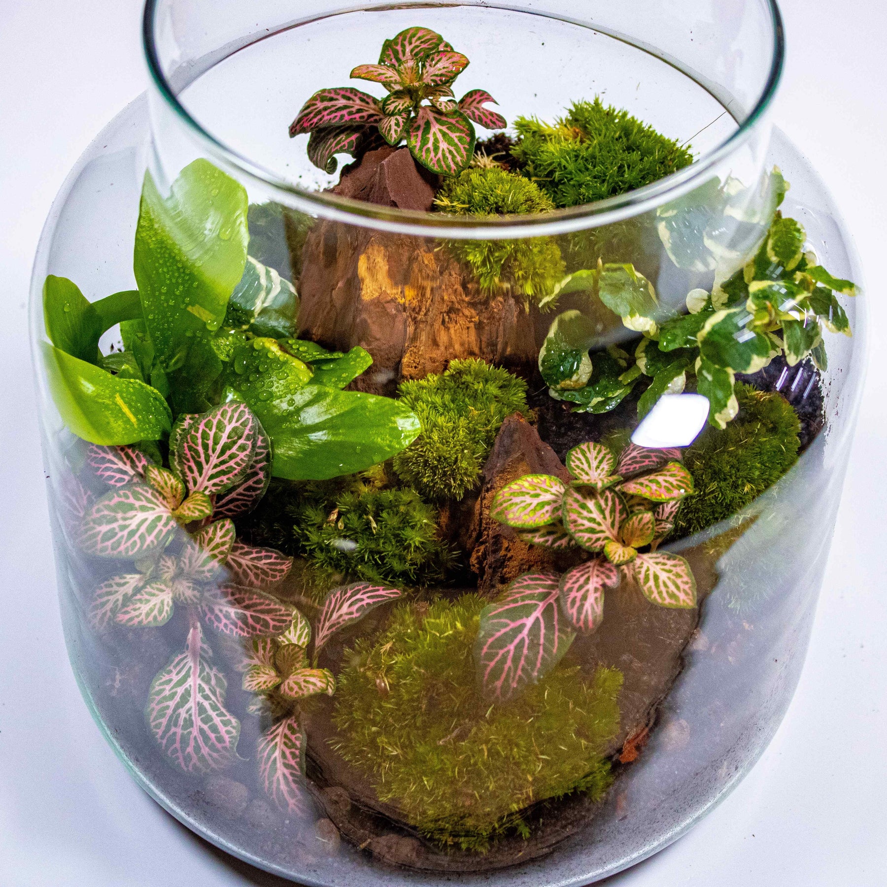 Elevate your décor with our classic terrarium kit, featuring a variety of vibrant plants.