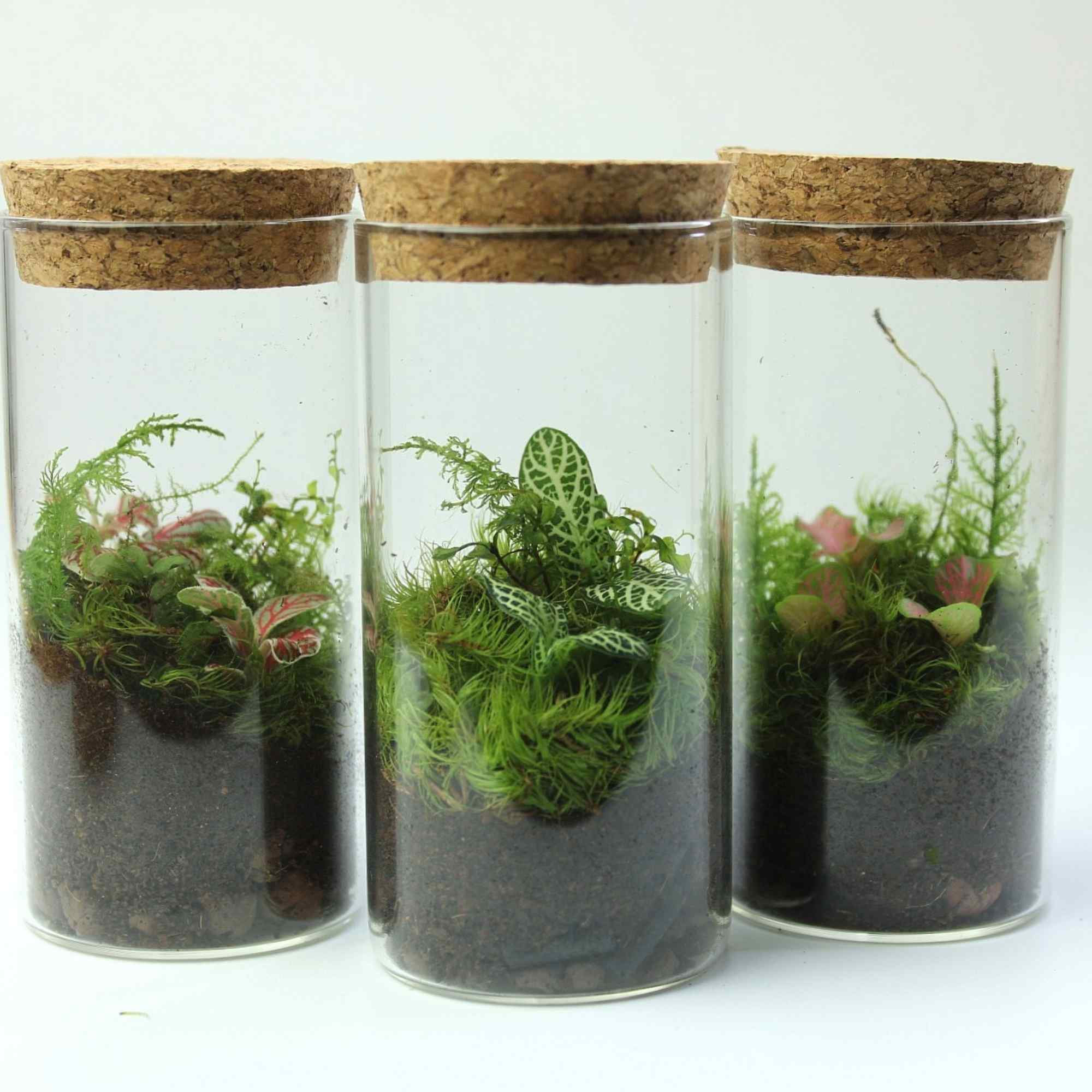 tiny terrarium plants for sale 3 x Mini Fittonia Terrarium Bundle | For Sale