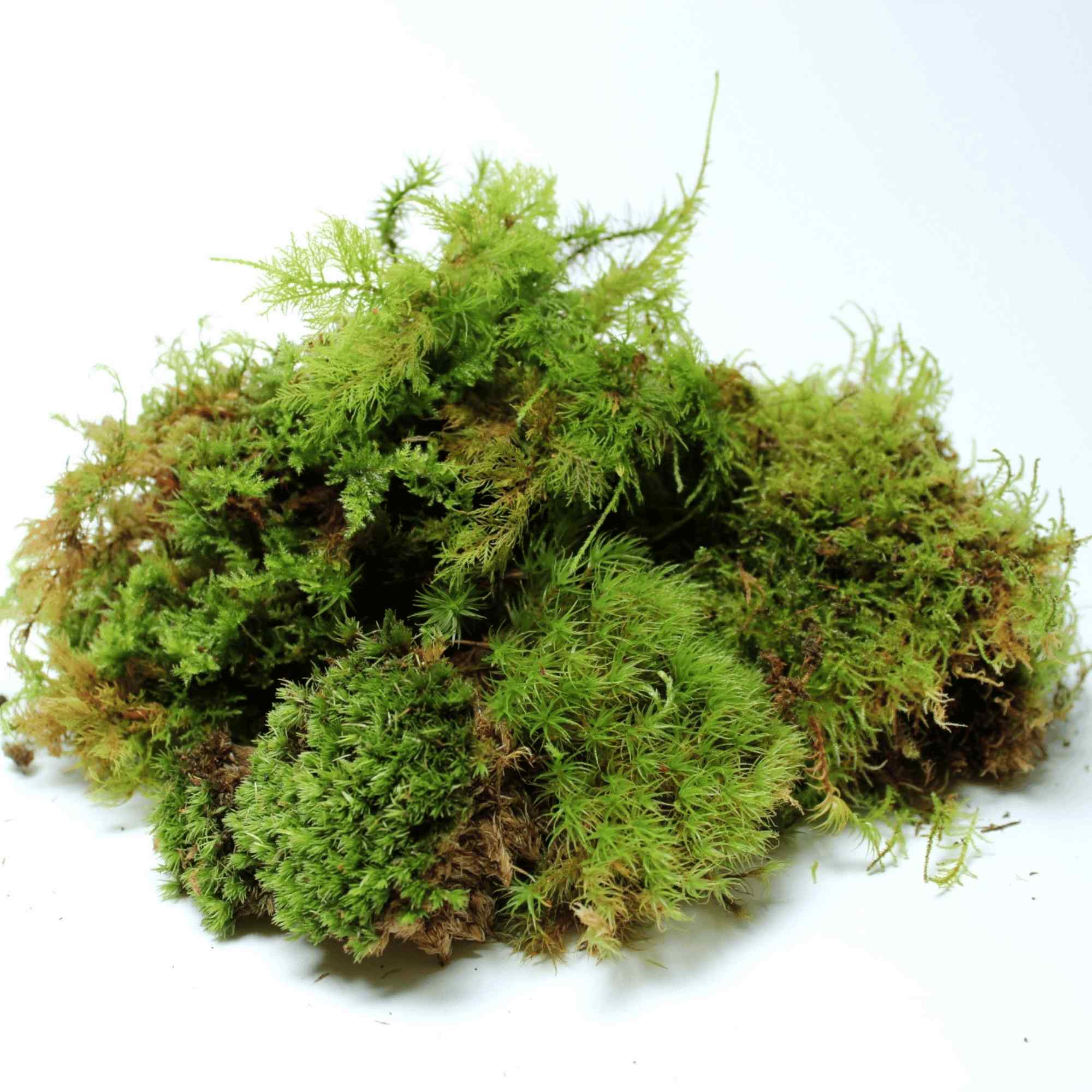 Live Pincushion Moss For Sale (Leucobryum Glaucum)
