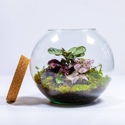 Terrarium Care 101: The Ultimate Guide to Terrarium Maintenance