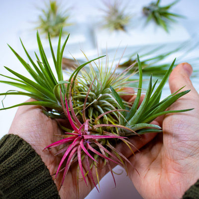 Plantas aéreas: una guía sencilla de cuidados 