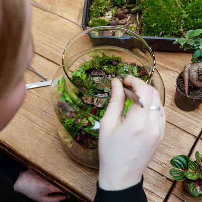 The Ultimate Beginner's Guide to Terrariums (Simple Tips + Projects to Try)
