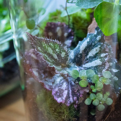 13 Beginner-friendly Terrarium Plants (Guide for Guaranteed Success)