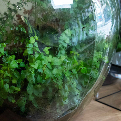 How to Make a Free Terrarium (Sustainable Guide)