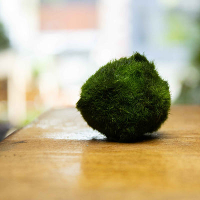 Marimo Moss: A Complete Guide