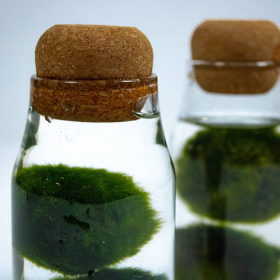 Marimo Moss Balls: A Simple Care Guide