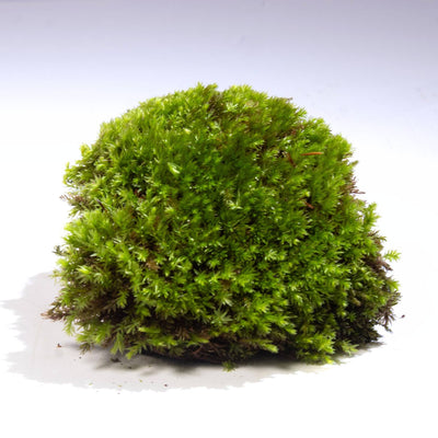 Moss: The Ultimate Care Guide & Identification Manual