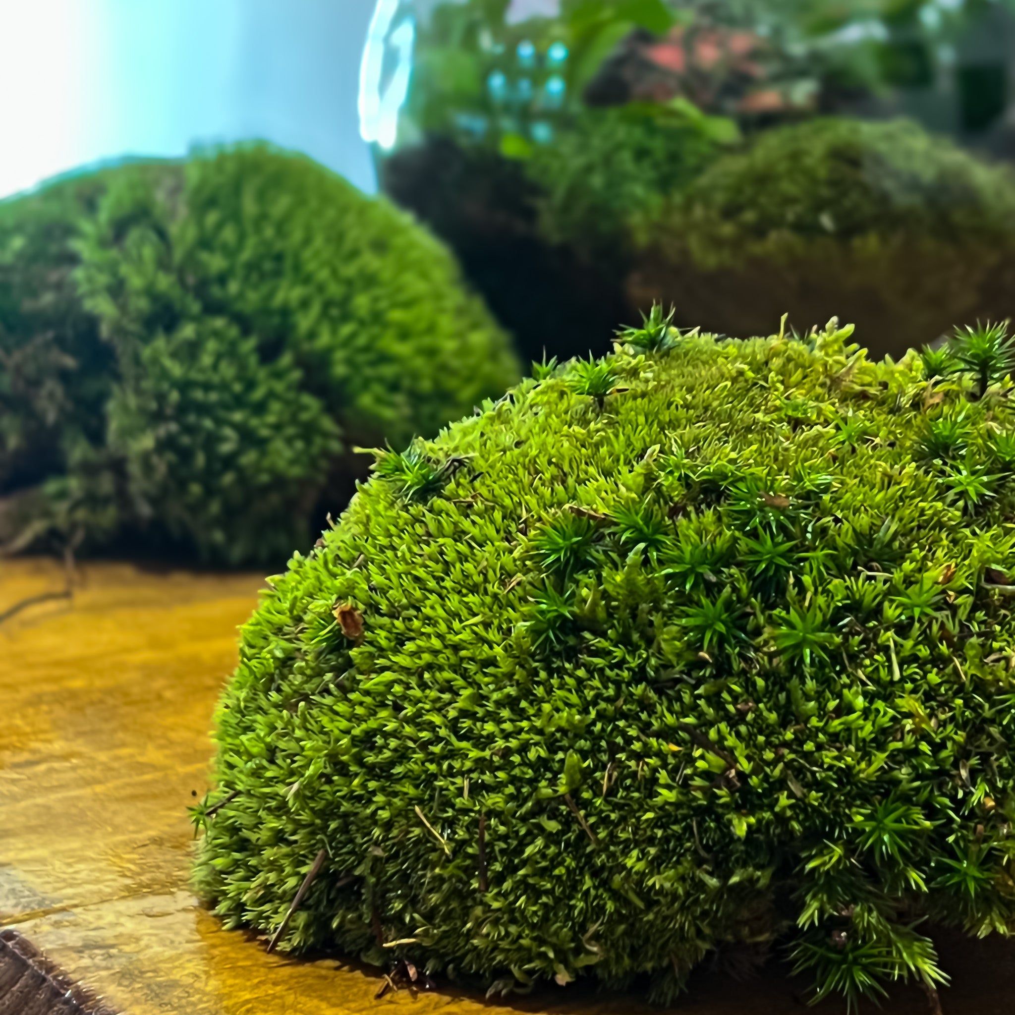 Terrarium Moss: Our Expert Guide to Selection, Display, and Care – ome