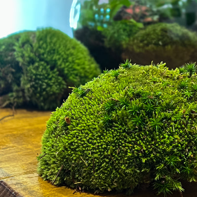 Terrarium Moss: Our Expert Guide to Selection, Display, and Care
