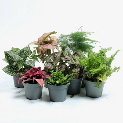 How to Take Care of Every Single Terrarium Plant (Ever-growing list)