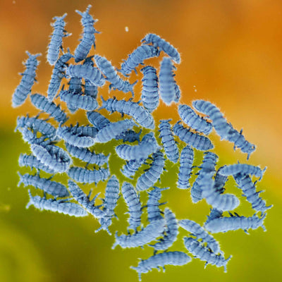 Springtails: A Complete Guide