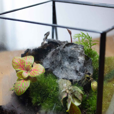 10 Simple Solutions to Stop Terrarium Mould