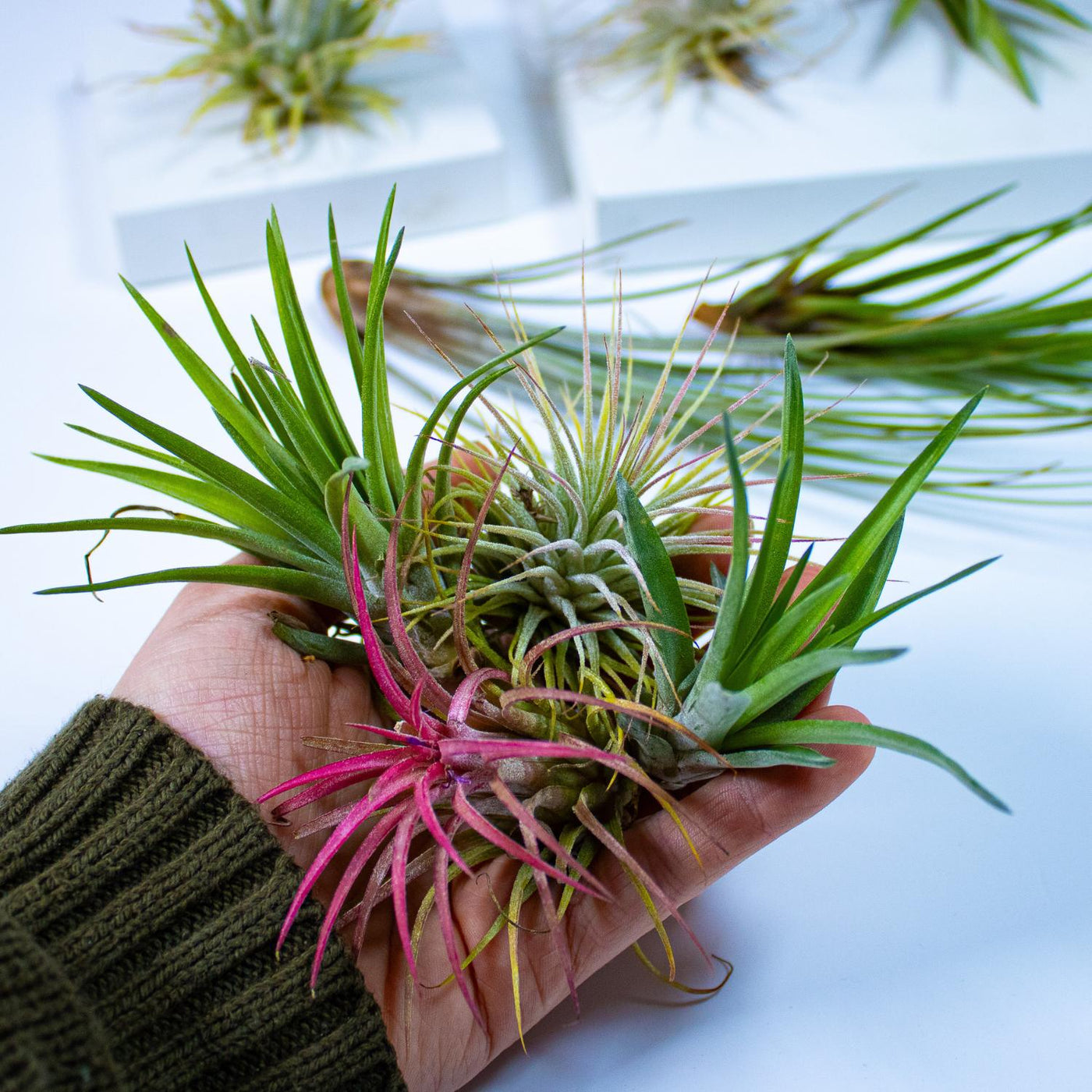 Basic Live Plant Live Plants – ome