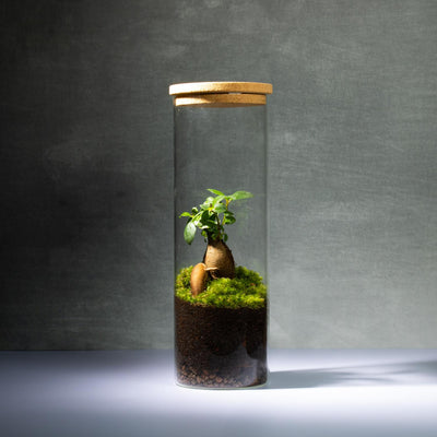 Planted and Closed Terrariums for Sale