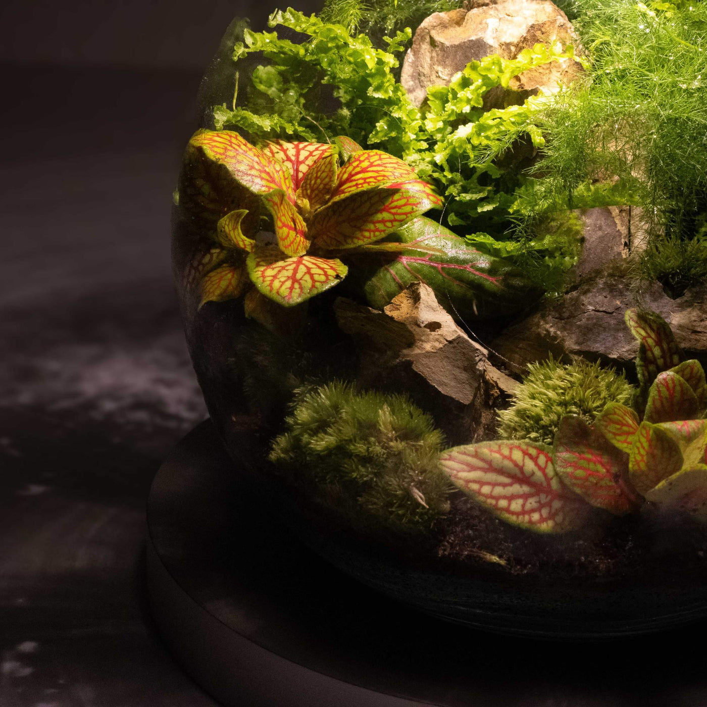 Sustainable home decor and gift idea: a light-up terrarium kit that brings low-maintenance gardening into your living space with vibrant LED lighting.