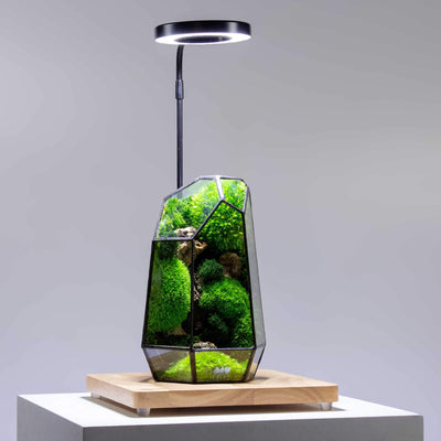 Eco-friendly wooden display with lighting overhead, ideal for terrarium enthusiasts looking to exhibit their miniature ecosystems effectively.