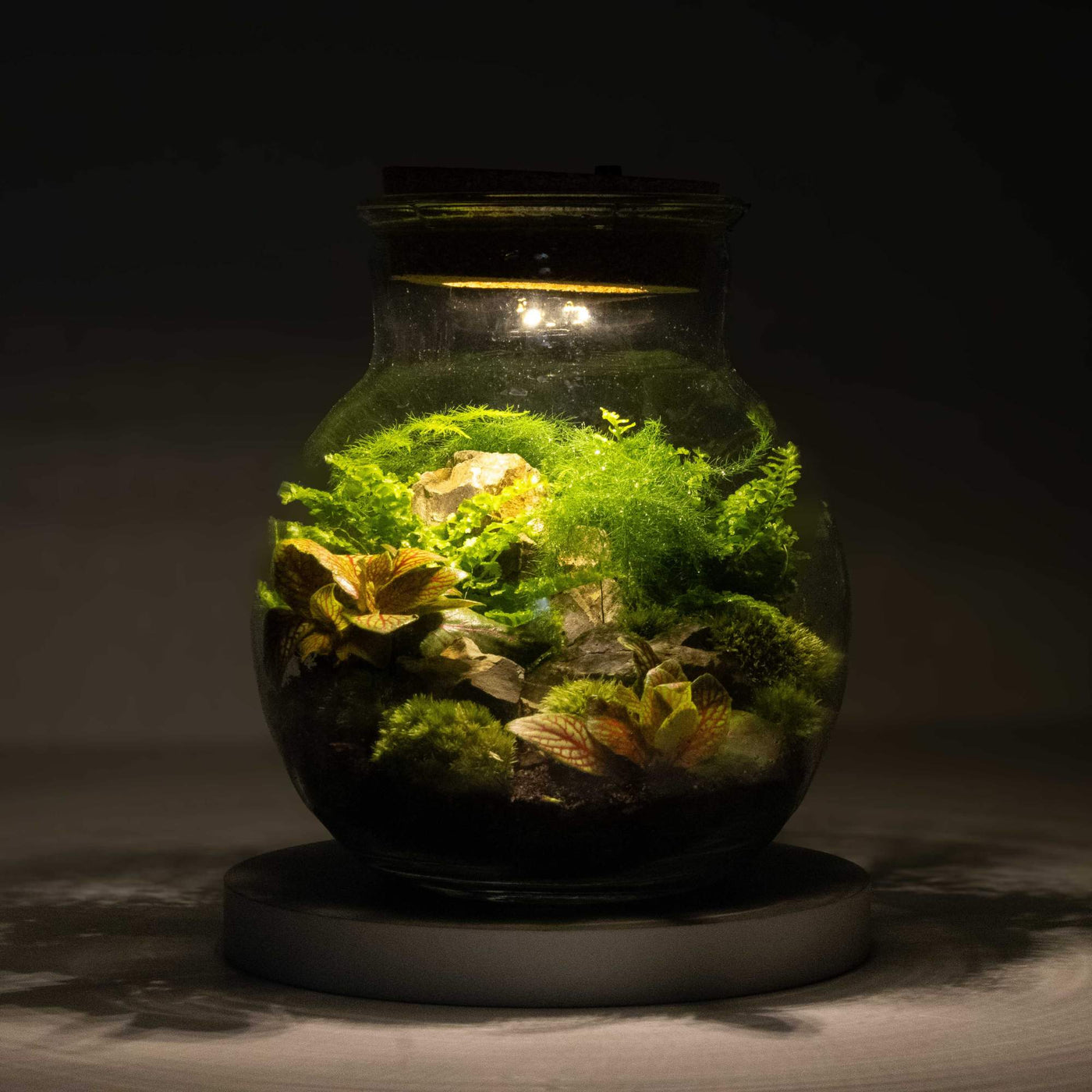 Light-up LED terrarium kit available, perfect for crafting a personal green space or as a thoughtful gift, enhancing interiors with lively plant arrangements under radiant lighting.