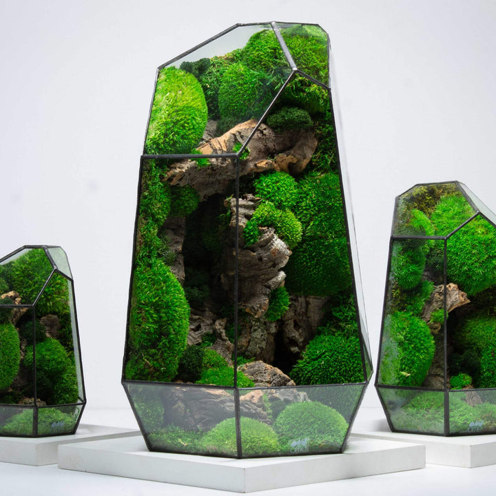 wall plant terrarium Buy Prism Geometric Terrarium | For Sale