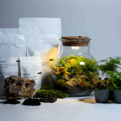 All-in-one living terrarium kit with LED lighting, ideal for home decor or educational projects, displaying a variety of small plants under a glowing lid