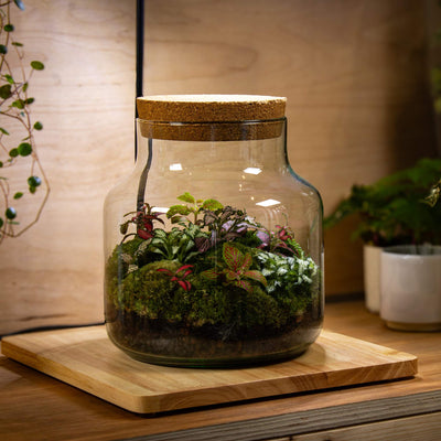 Innovative wooden display platform with overhead lighting, specifically designed to enhance the beauty and health of small indoor plants and terrariums.