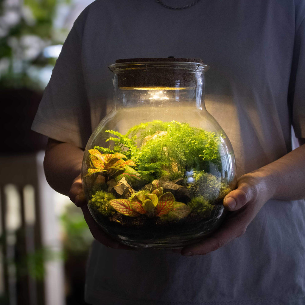 plant terrarium with light DIY Light-up Terrarium Kit | For Sale