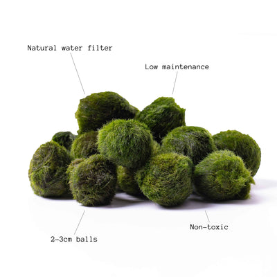 Collection of five marimo moss balls used in terrariums and aquariums, known for their easy care and natural algae-cleaning properties.