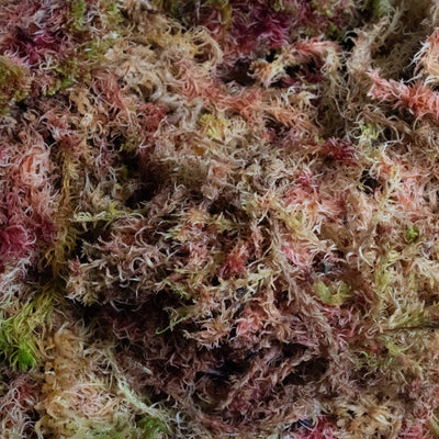 Premium sphagnum moss packaged for terrarium use, perfect for maintaining moisture and supporting healthy plant growth in enclosed ecosystems.