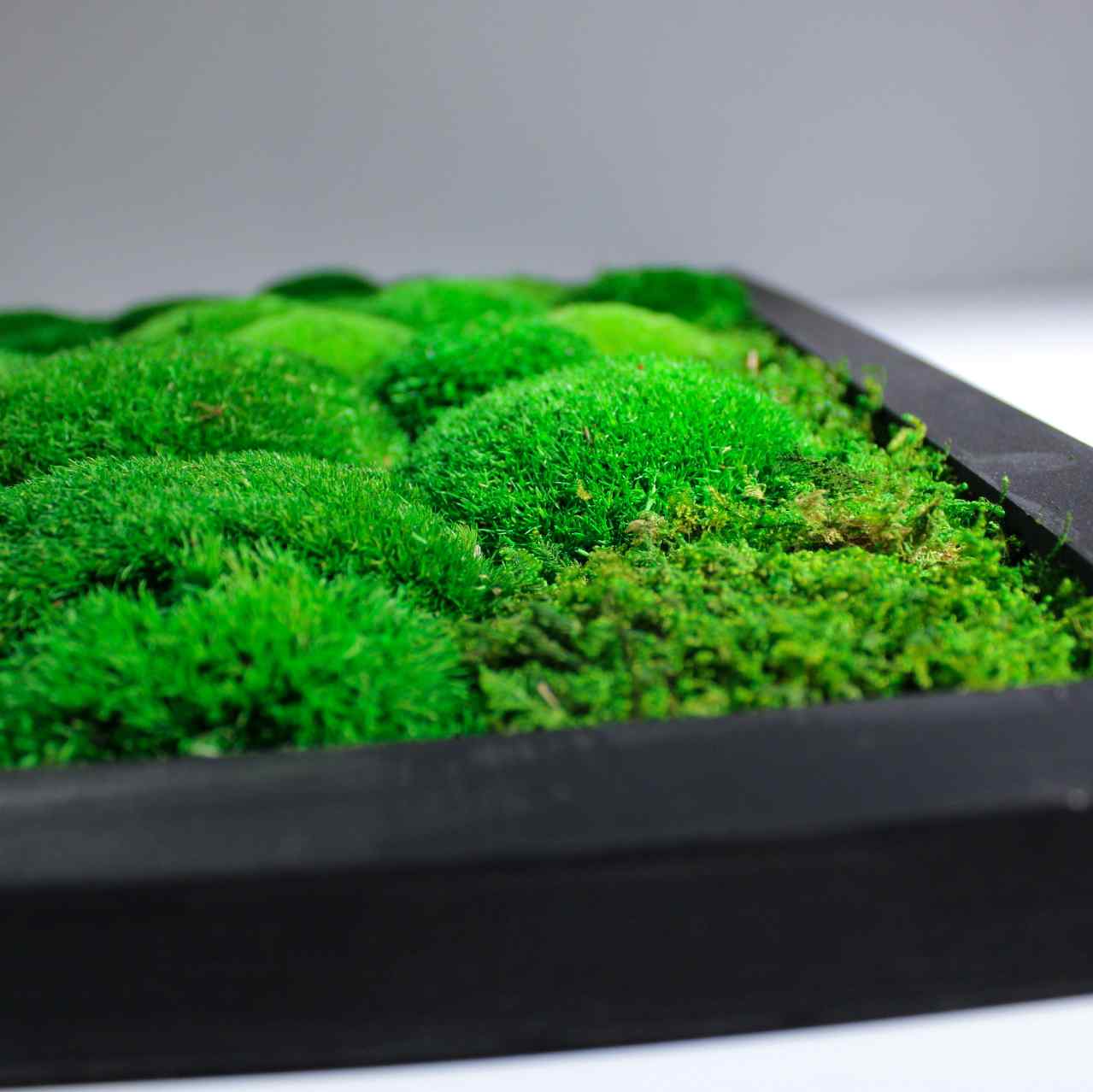 Close up of a preserved moss wall frame decor