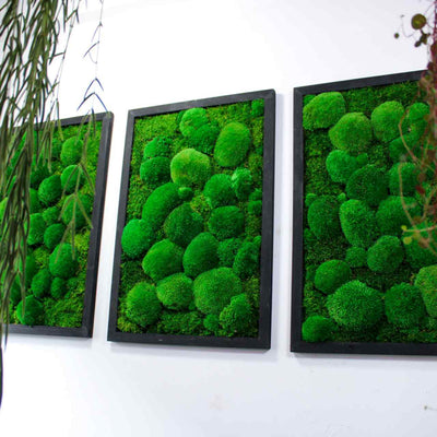 Natural soundproofing moss walls