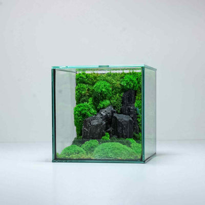 Tropical preserved terrarium in glass container