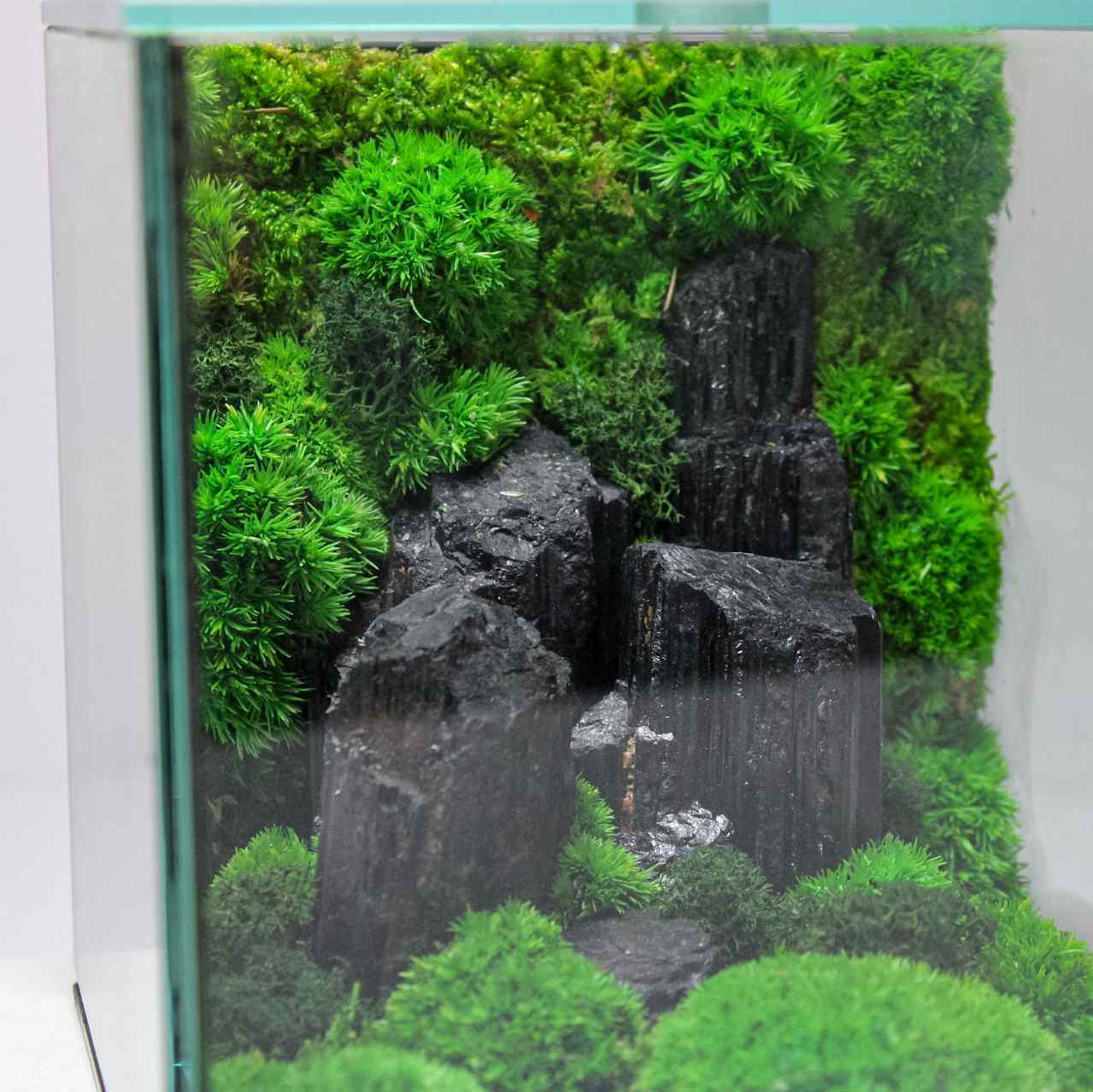 Preserved moss terrarium