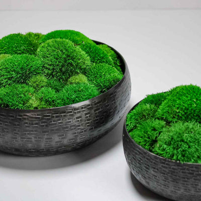 Shop moss bowls UK