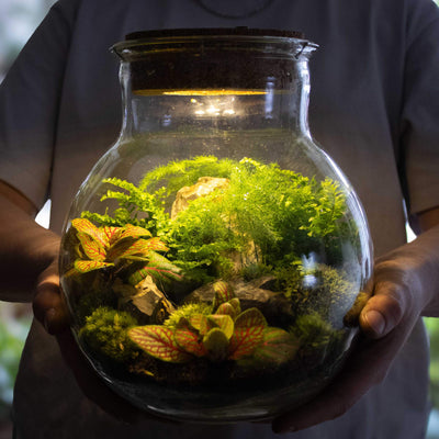 Eco-friendly DIY terrarium kit with LED illumination, showcasing miniature tropical plants in a stylish glass container, perfect for urban homes.