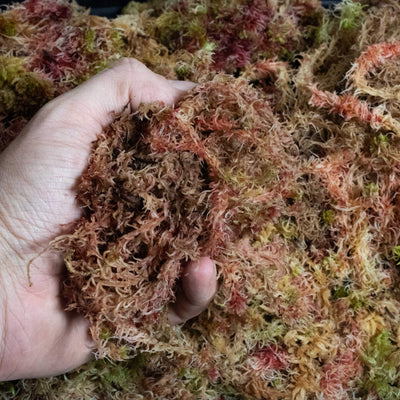 Lush green sphagnum moss, ideal for terrariums and vivariums, providing natural humidity control and a vibrant base layer for miniature landscapes.