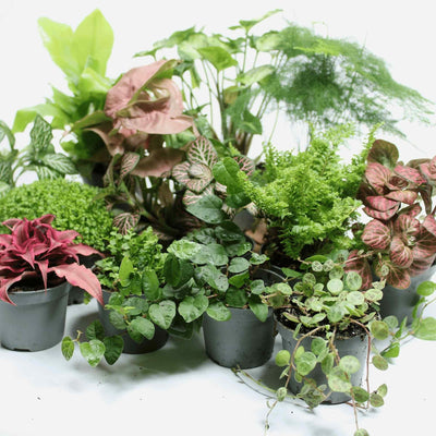 Small Terrarium Plants Pack for Sale in Bristol UK
