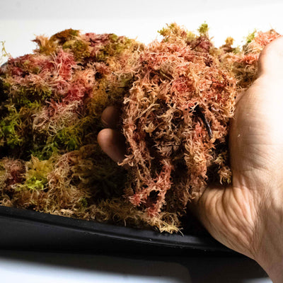 Sphagnum moss spread in a terrarium setting, demonstrating its use as a versatile substrate for moisture-loving plants in creative indoor gardening projects.