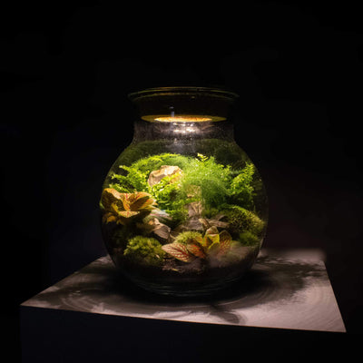 Innovative indoor gardening with the light-up terrarium kit, offering a lit LED top for lush plant growth, suitable for beginners and plant lovers.