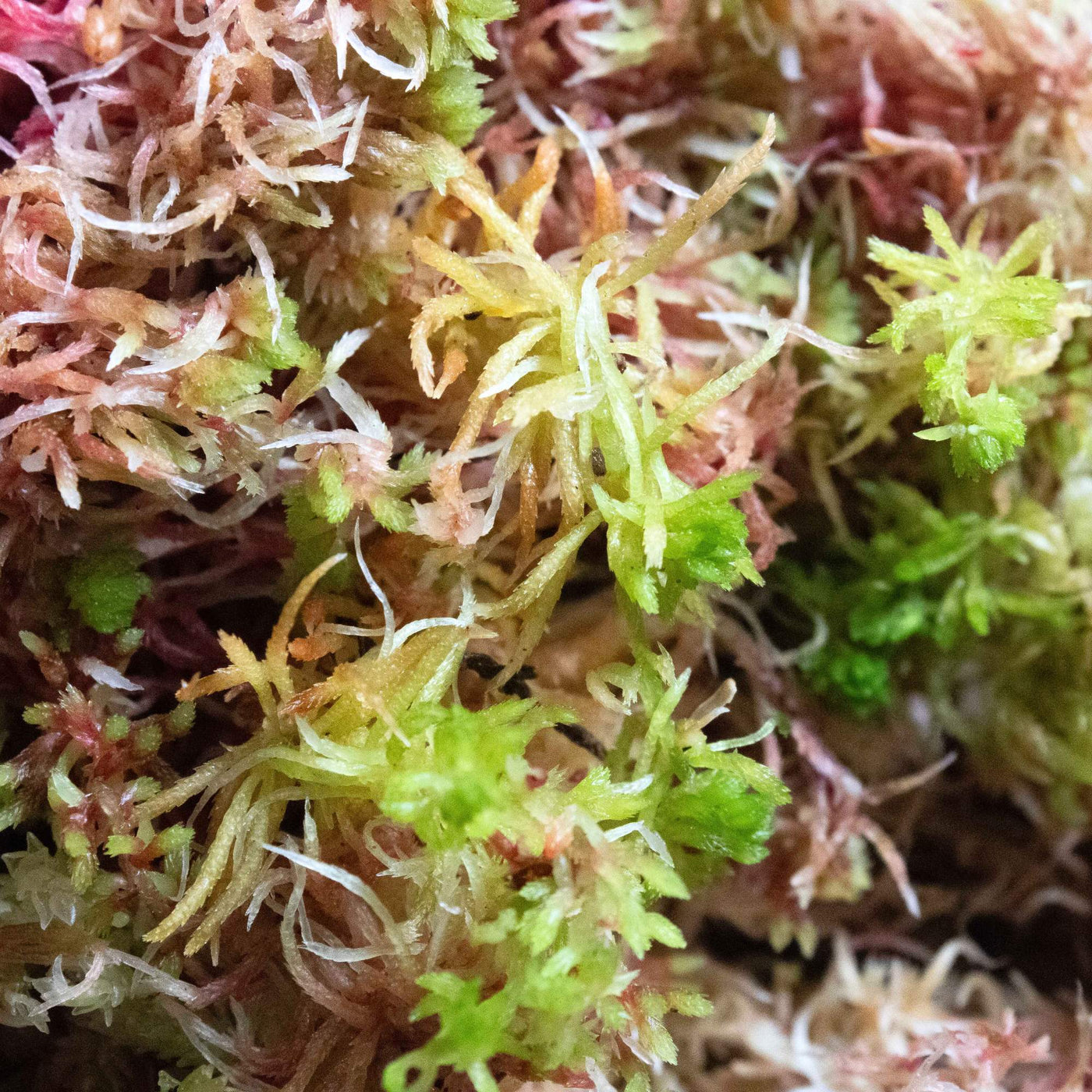 Organic sphagnum moss in a clear package, specifically harvested for terrarium enthusiasts looking to create sustainable and thriving plant habitats.