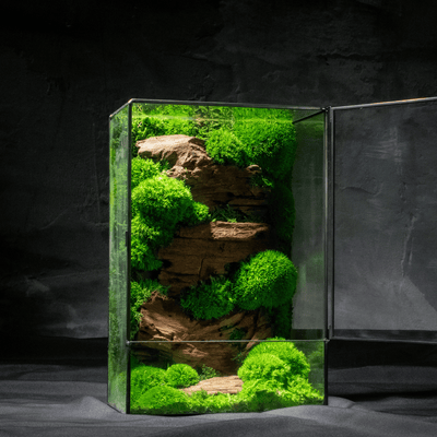 Moss Box V2